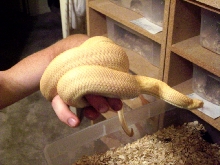 albino patternless bull male