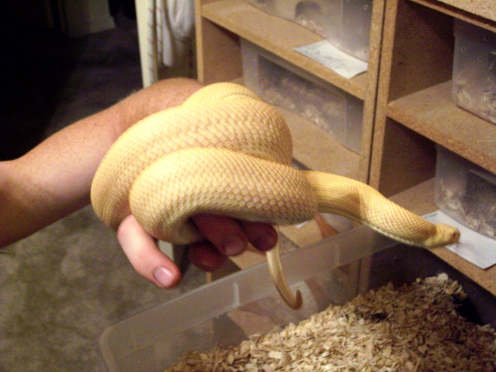 albino patternless bull male