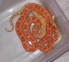 Albino Cape