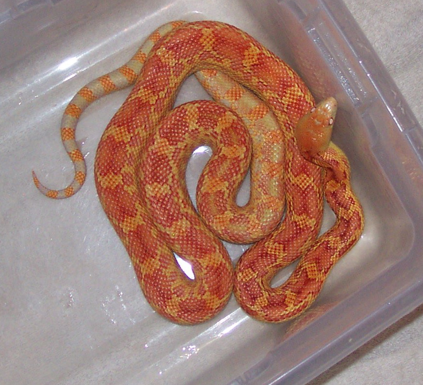 Albino Cape