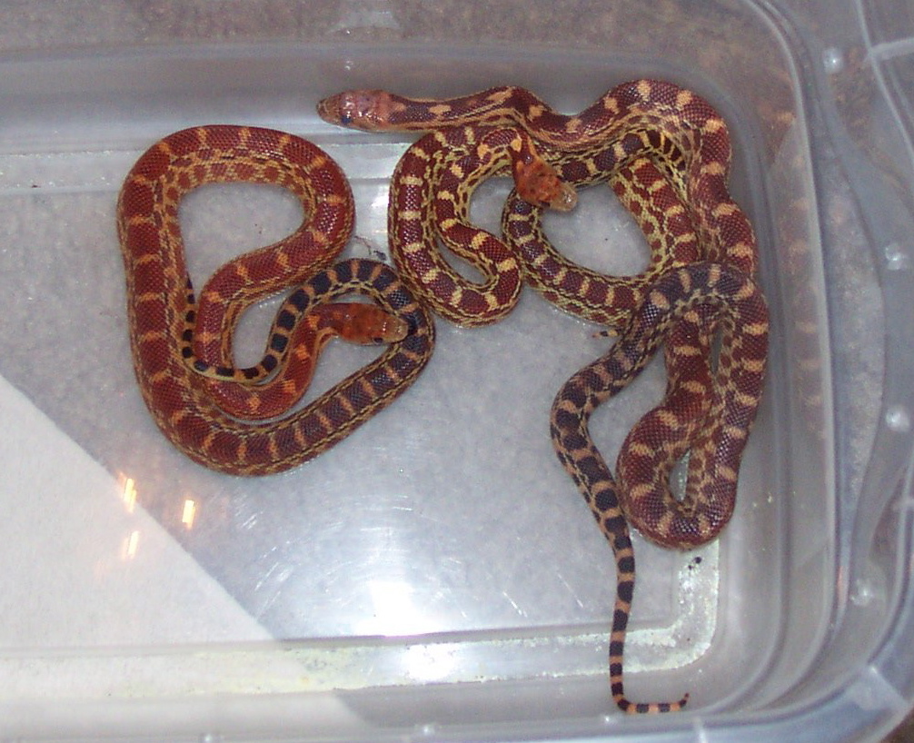 het albino capes