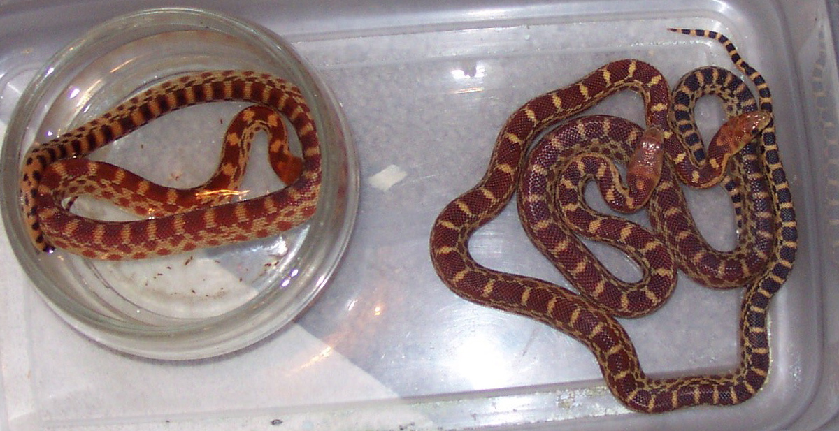 het albino capes 2