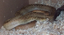 Speckled Het For Albino, WS, axanthic