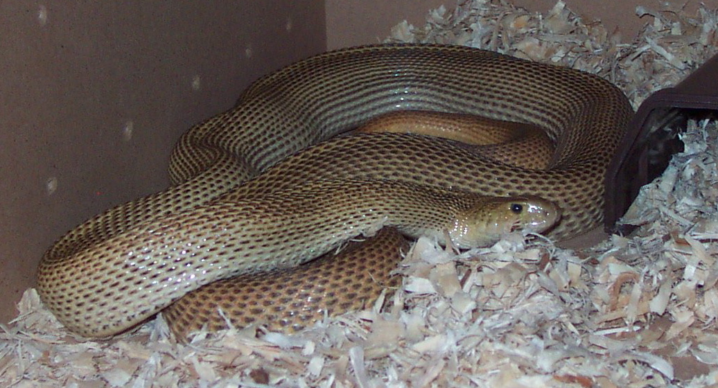 Speckled Het For Albino, WS, axanthic