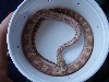 P. deppei deppei hypo male