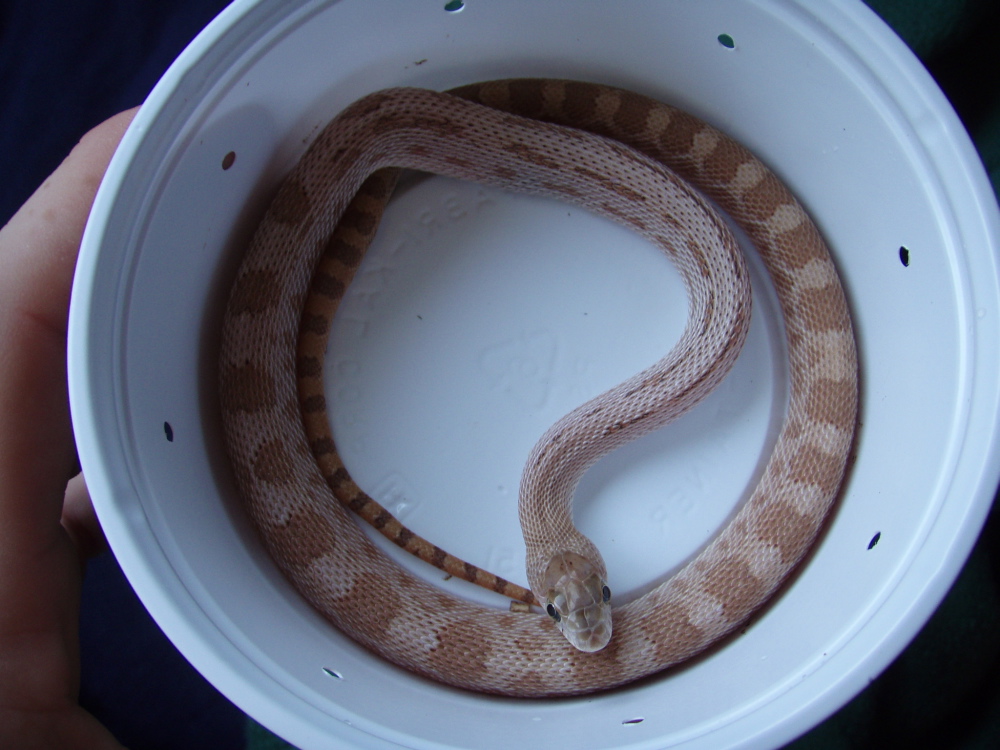 P. deppei deppei hypo male