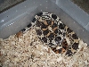 P. deppei deppei het hypo female