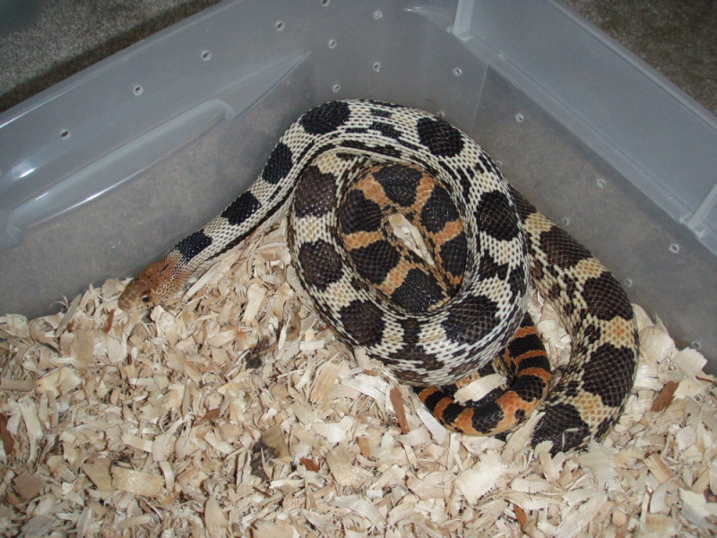 P. deppei deppei het hypo female
