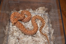 Red Stillwater Hypo