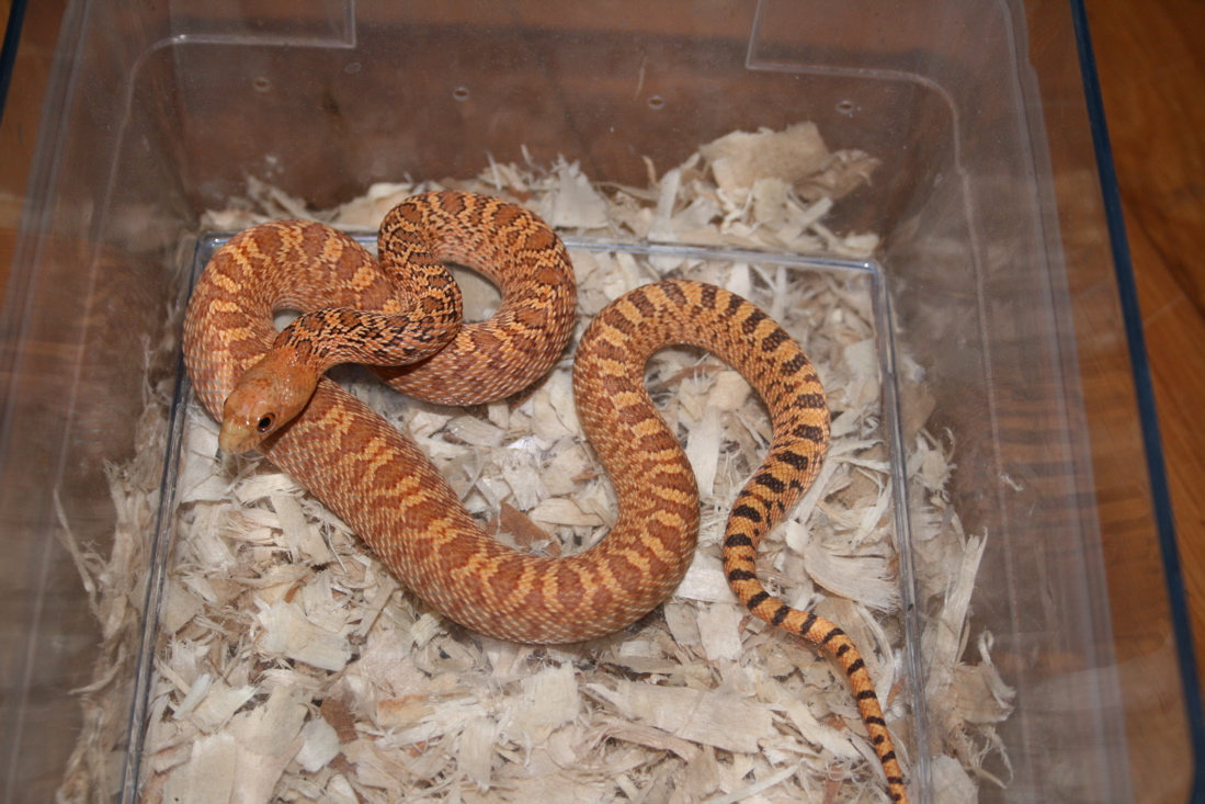Red Stillwater Hypo
