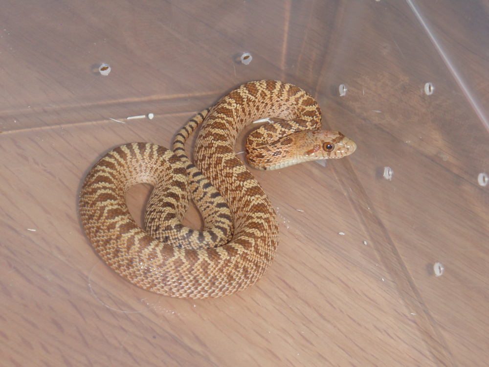 Red Stillwater Hypo