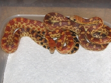 Het Albino Capes
