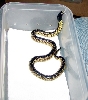 New Mexico L.g.splendida
