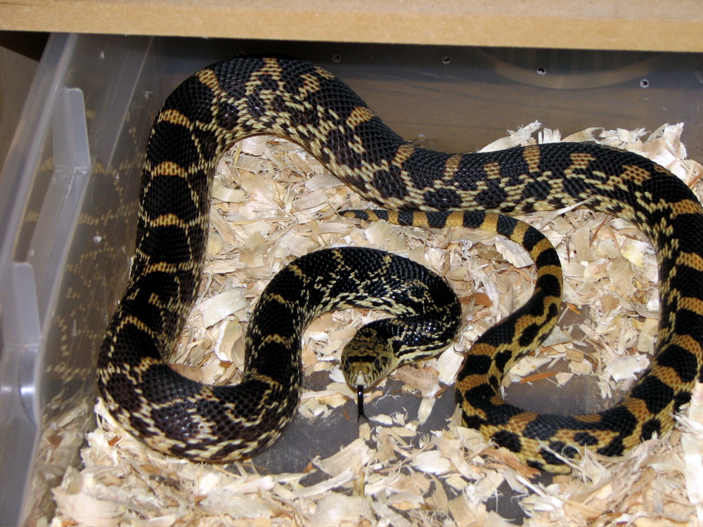 Female Omaha 2