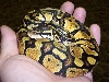 Pastel Male