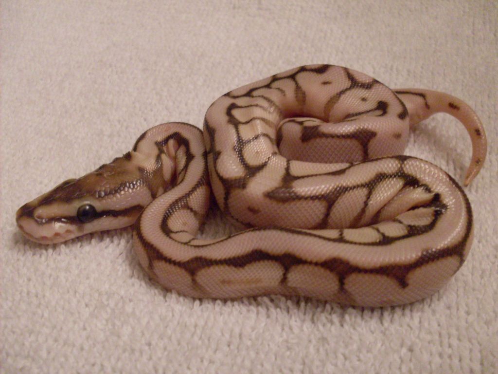 Lesserbee female