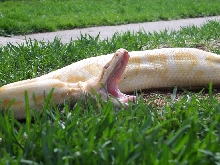 yawn!