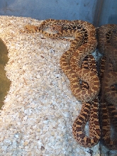hypo bull snakes