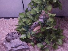 MY baby boa
