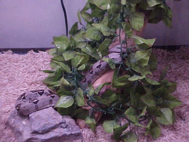 MY baby boa