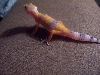 first hatchling of 2005