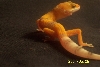 first hatchling of 2005