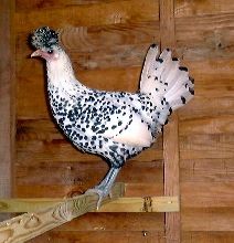 Silver Appenzeller Spitzhauben Hen