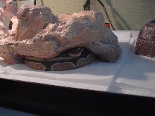 O-Yuki's snout