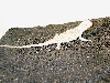 JUVENILE LEUCISTIC