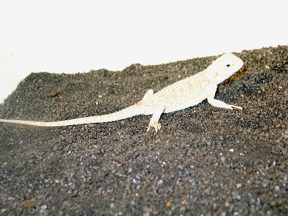 JUVENILE LEUCISTIC
