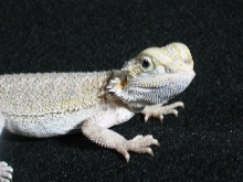 9" Female Leucistic
