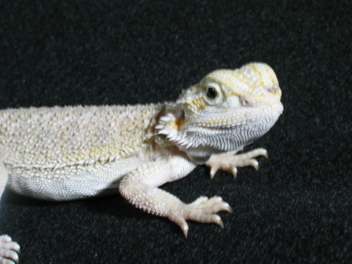 9" Female Leucistic