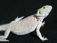 15" Female Leucistic