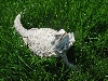 MOM-HET LEUCISTIC