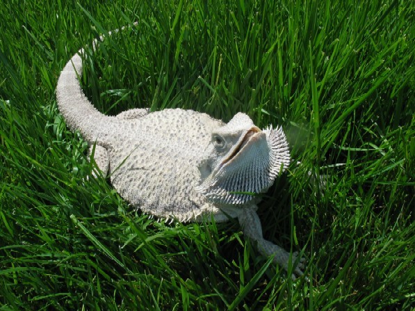MOM-HET LEUCISTIC