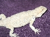SUB-ADULT FEMALE LEUCISTIC