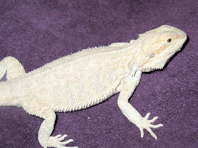 SUB-ADULT FEMALE LEUCISTIC