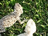 LEUCISTIC & HET SIBLINGS