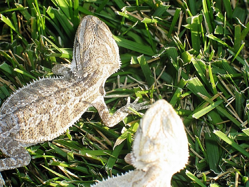 LEUCISTIC & HET SIBLINGS
