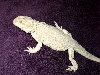 SUB-ADULT FEMALE LEUCISTIC