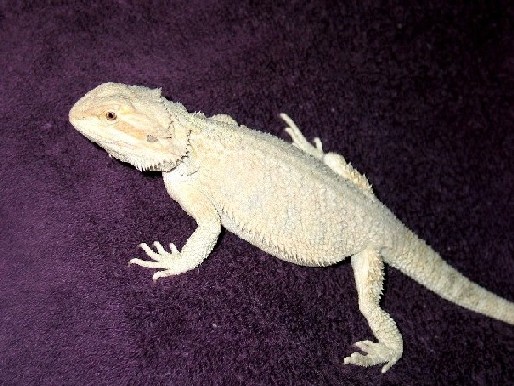 SUB-ADULT FEMALE LEUCISTIC