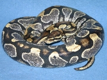 ParadoxAxanthicIMG_YellowBelly