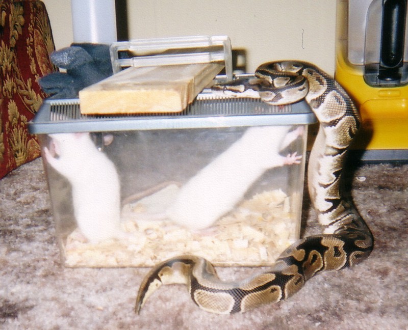 rat  hunt