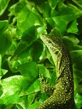 Var. timorensis