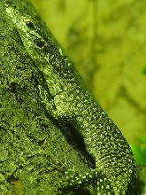 Var. timorensis