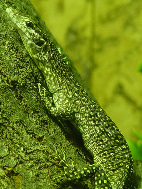 Var. timorensis