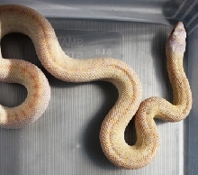 Albino Tiger Bull 2