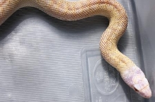 Albino Tiger Bull 3