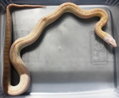 Albino Tiger Bull 4