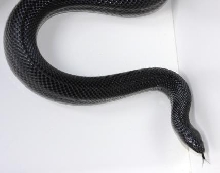 BPSF2